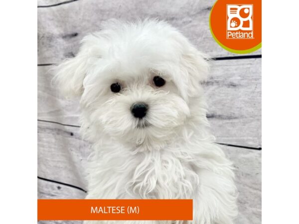 Maltese Dog Male White 7748 Petland Ashland, Kentucky