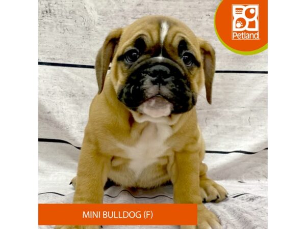 Mini Bulldog-Dog-Female-Red Fawn-7744-Petland Ashland, Kentucky