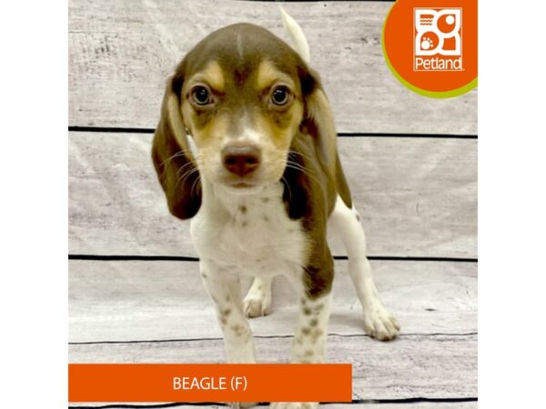 Beagle-Dog-Female-Chocolate White Tan-7743-Petland Ashland, Kentucky