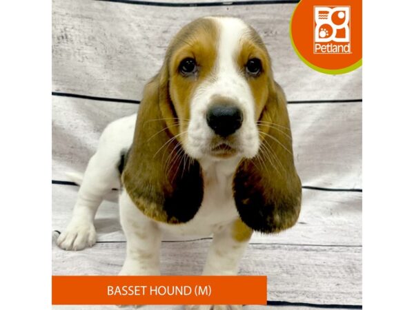 Basset Hound-DOG-Male-Black Tan / White-7742-Petland Ashland, Kentucky