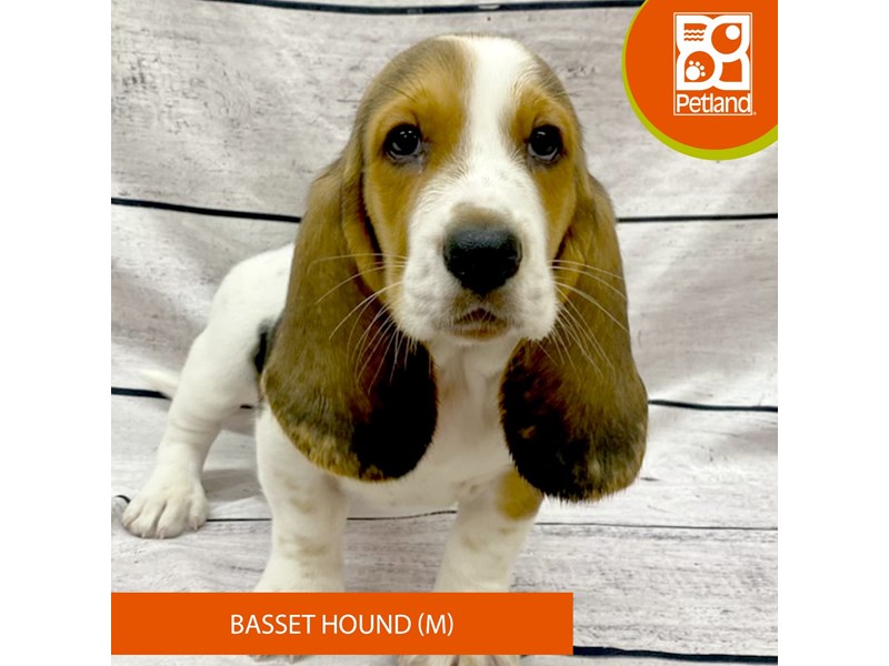 Basset HoundDOGMaleBlack Tan / White3945609Petland Ashland, Kentucky