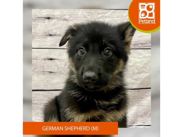 German Shepherd Dog Dog Male Black / Tan 7740 Petland Ashland, Kentucky