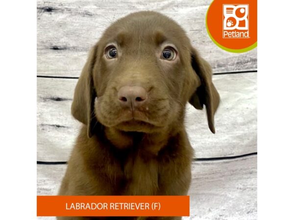 Labrador Retriever Dog Female Chocolate 7739 Petland Ashland, Kentucky