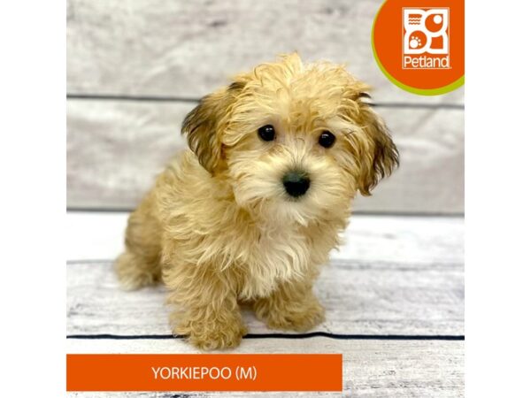 Yorkiepoo DOG Male Golden 7737 Petland Ashland, Kentucky