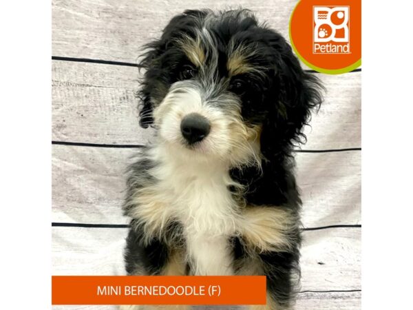 Bernedoodle Mini-DOG-Female-Tri-Colored-7736-Petland Ashland, Kentucky