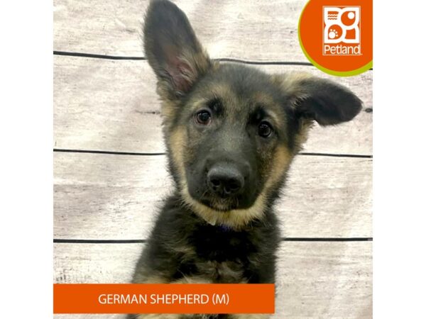 German Shepherd Dog DOG Male Black / Tan 7735 Petland Ashland, Kentucky