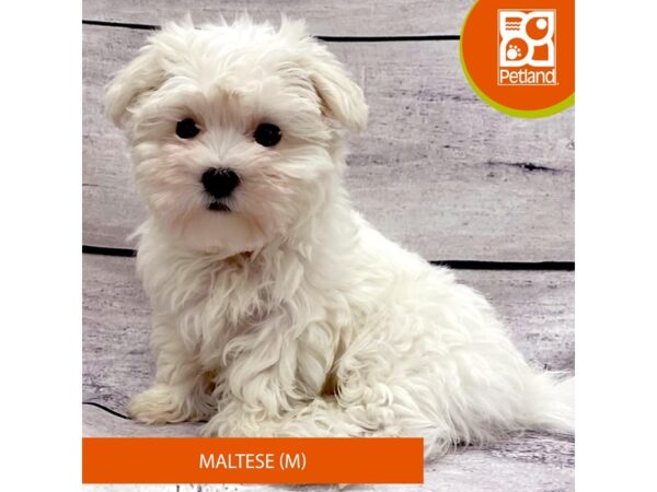 Maltese DOG Male White 7745 Petland Ashland, Kentucky