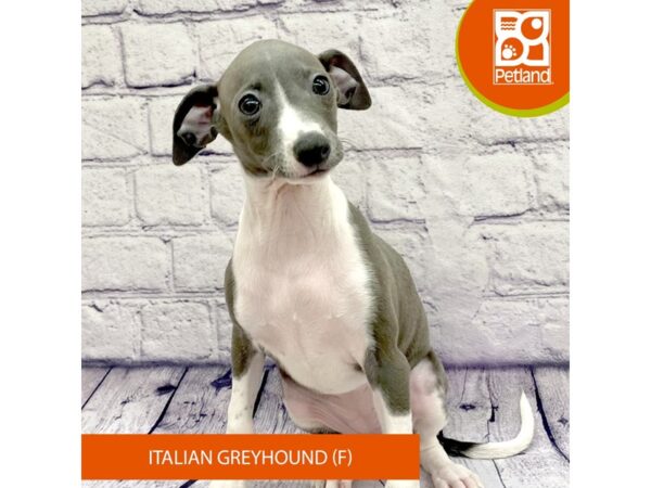 Italian Greyhound Dog Female Blue 7772 Petland Ashland, Kentucky