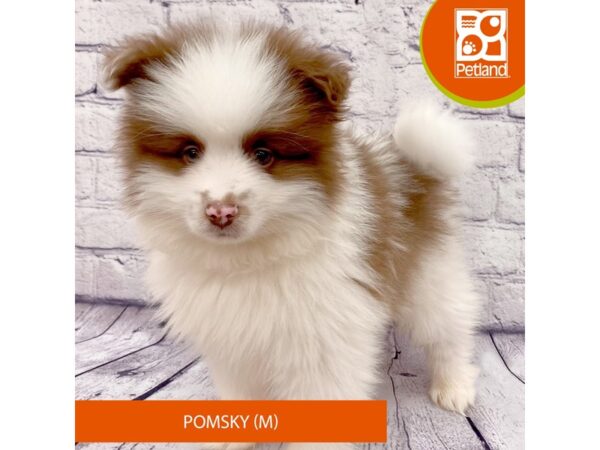 Pomsky Dog Male Chocolate / White 7770 Petland Ashland, Kentucky