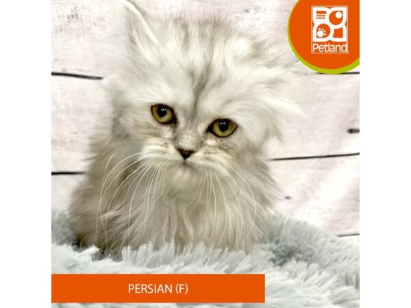 Persian CAT Female Shaded Silver 7765 Petland Ashland, Kentucky