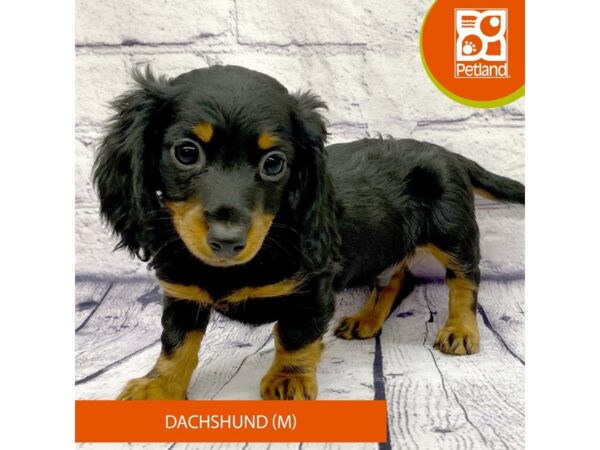 Dachshund DOG Male Black / Tan 7763 Petland Ashland, Kentucky