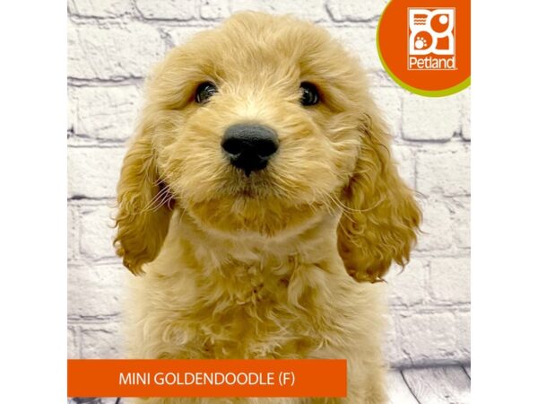 Goldendoodle Mini-Dog-Female-Red-7761-Petland Ashland, Kentucky