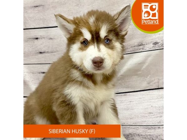 Siberian Husky-Dog-Female-Red / White-7793-Petland Ashland, Kentucky