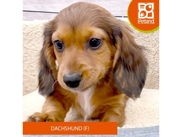 Dachshund-DOG-Female-Wild Boar-7789-Petland Ashland, Kentucky