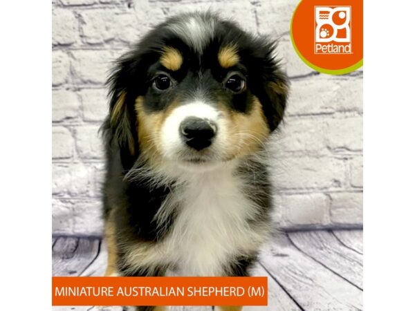 Miniature Australian Shepherd Dog Male Black White / Tan 7800 Petland Ashland, Kentucky