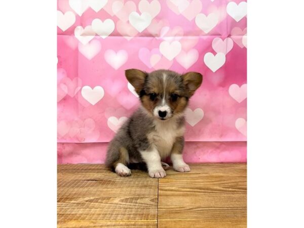 Pembroke Welsh Corgi Dog Female Blue Merle / Tan 7808 Petland Ashland, Kentucky