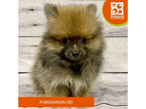 Pomeranian DOG Male Brown 7731 Petland Ashland, Kentucky