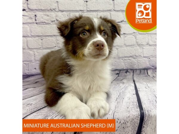 Miniature Australian Shepherd-Dog-Male-Red-7734-Petland Ashland, Kentucky