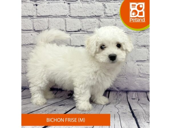 Bichon Frise-DOG-Male-White-7728-Petland Ashland, Kentucky