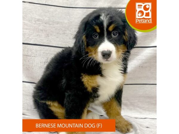 Bernese Mountain Dog-Dog-Female-Tri-Colored-7750-Petland Ashland, Kentucky