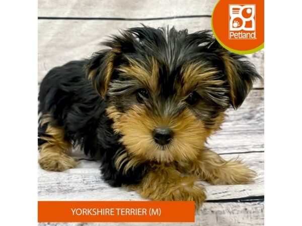 Yorkshire Terrier DOG Male Black / Tan 7747 Petland Ashland, Kentucky