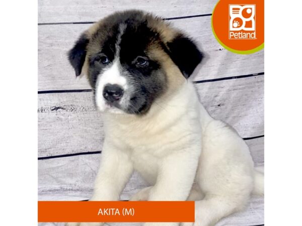 Akita DOG Male Brown / White 7741 Petland Ashland, Kentucky