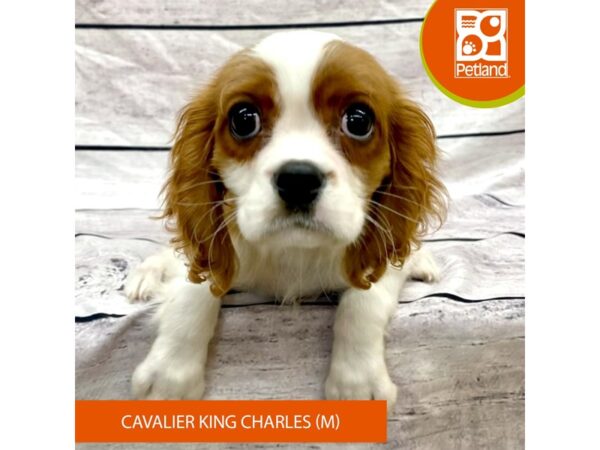 Cavalier King Charles Spaniel-DOG-Male-Blenheim-7738-Petland Ashland, Kentucky