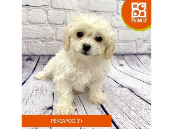 Pekeapoo-DOG-Female-Cream-7773-Petland Ashland, Kentucky