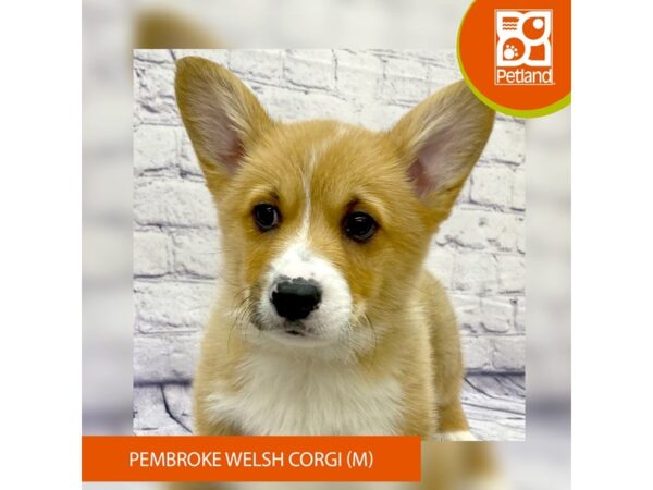 Pembroke Welsh Corgi DOG Male Red 7768 Petland Ashland, Kentucky