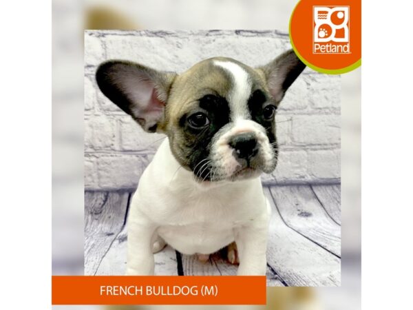 French Bulldog Dog Male Fawn 7769 Petland Ashland, Kentucky