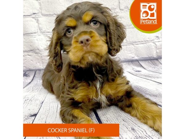 Cocker Spaniel-DOG-Female-Brown / Tan-7762-Petland Ashland, Kentucky