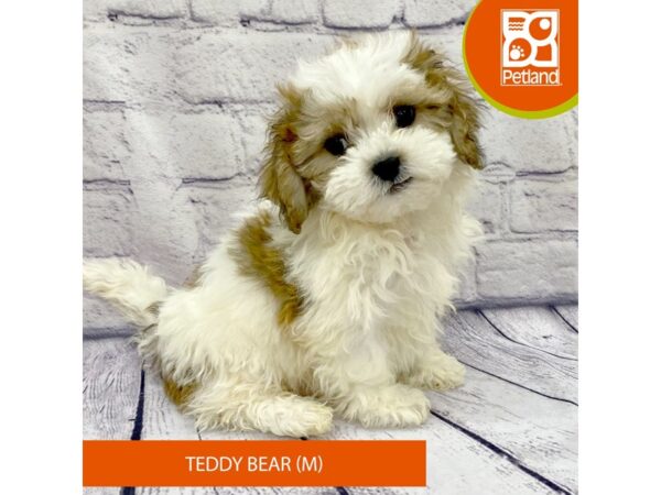 Teddy Bear DOG Male Gold / White 7760 Petland Ashland, Kentucky