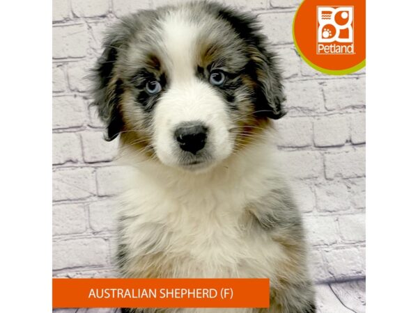 Australian Shepherd-DOG-Female-Blue Merle-7771-Petland Ashland, Kentucky