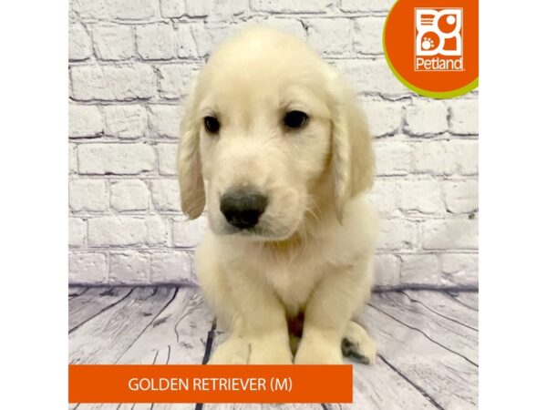 Golden Retriever-DOG-Male-Light Golden-7785-Petland Ashland, Kentucky