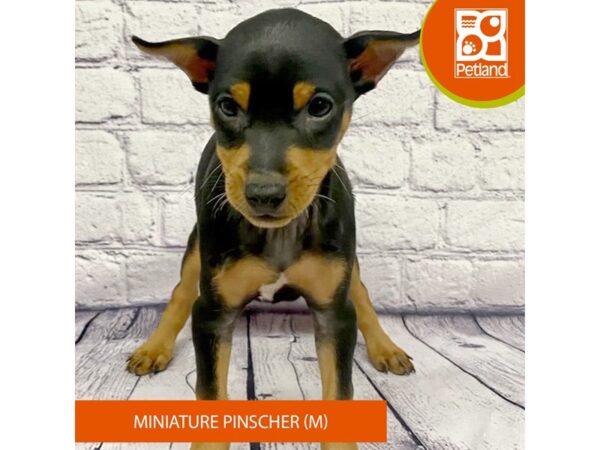 Miniature Pinscher DOG Male Black / Tan 7783 Petland Ashland, Kentucky