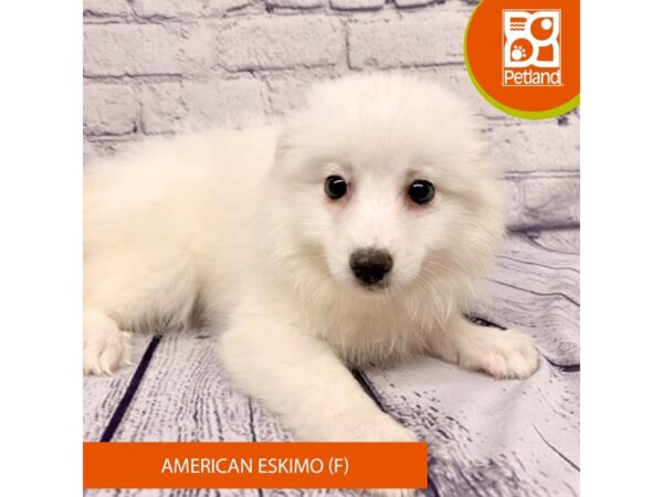 American Eskimo Dog DOG Female White 7782 Petland Ashland, Kentucky