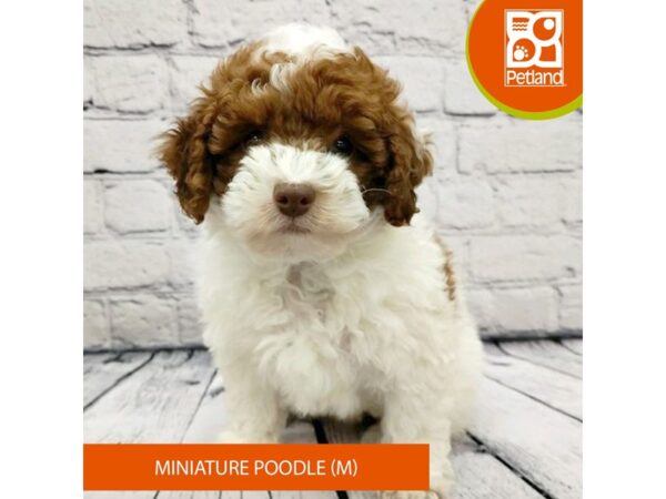 Miniature Poodle-Dog-Male-Apricot-7780-Petland Ashland, Kentucky