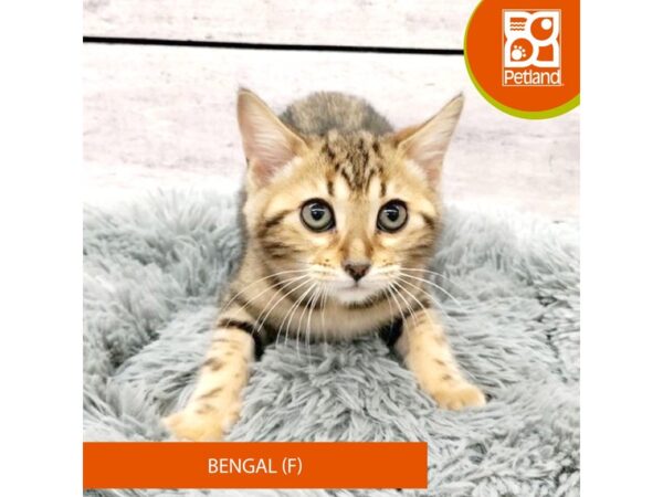 Bengal Cat Female Brown / Black 7774 Petland Ashland, Kentucky