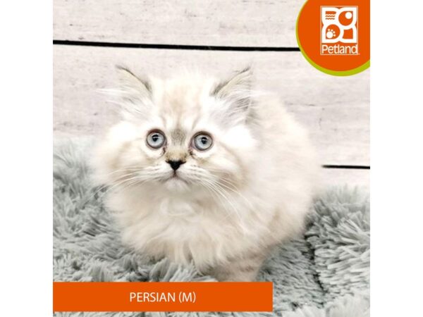 Persian CAT Male Blue Point 7775 Petland Ashland, Kentucky