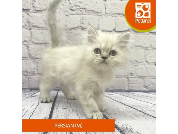 Persian-CAT-Male-Seal Point-7776-Petland Ashland, Kentucky