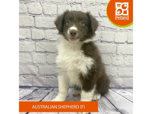 Australian Shepherd-DOG-Female-Red-7786-Petland Ashland, Kentucky