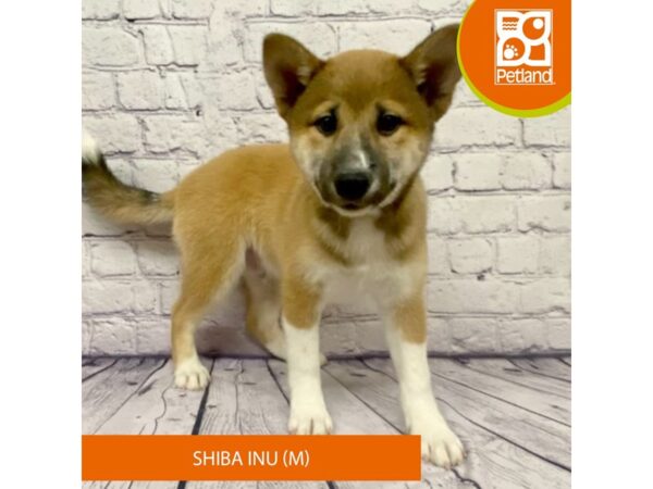 Shiba Inu-DOG-Male-Red / White-7777-Petland Ashland, Kentucky