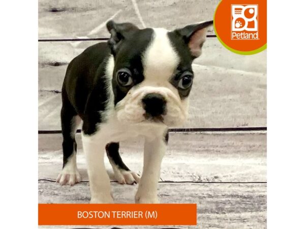 Boston Terrier DOG Male Black / White 7787 Petland Ashland, Kentucky