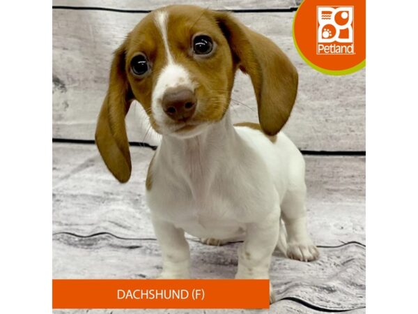 Dachshund-DOG-Female-Red-7790-Petland Ashland, Kentucky