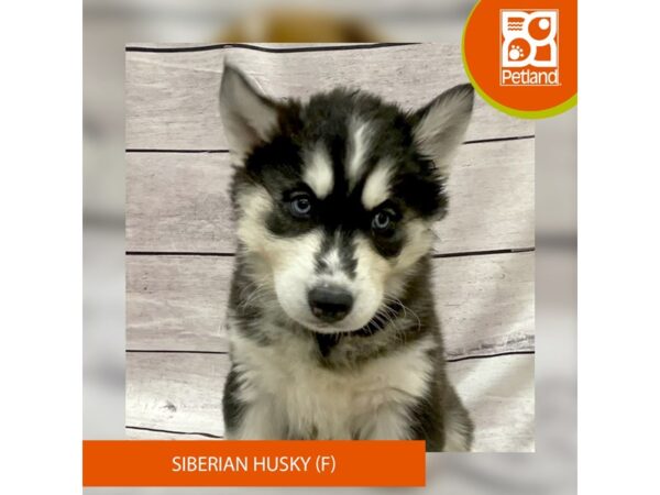 Siberian Husky Dog Female Black / White 7792 Petland Ashland, Kentucky