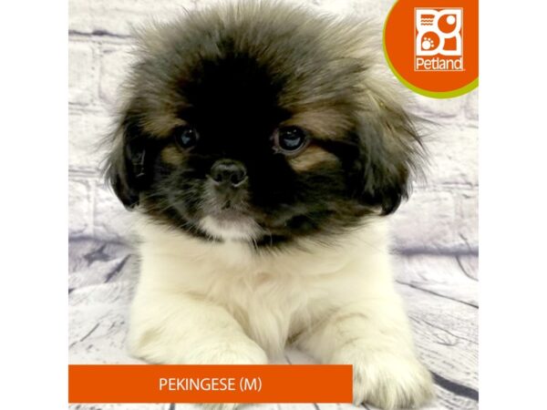 Pekingese-Dog-Male-Black / White-7799-Petland Ashland, Kentucky