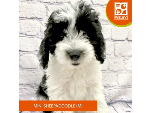 Mini Sheepadoodle-Dog-Male-Blue Gray / White-7798-Petland Ashland, Kentucky