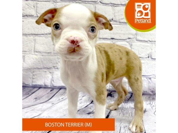 Boston Terrier Dog Male Chocolate Merle 7797 Petland Ashland, Kentucky