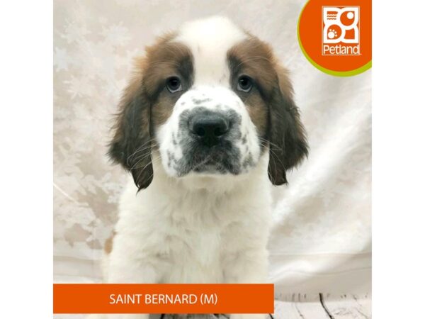 Saint Bernard-Dog-Male-Sable / White-7801-Petland Ashland, Kentucky