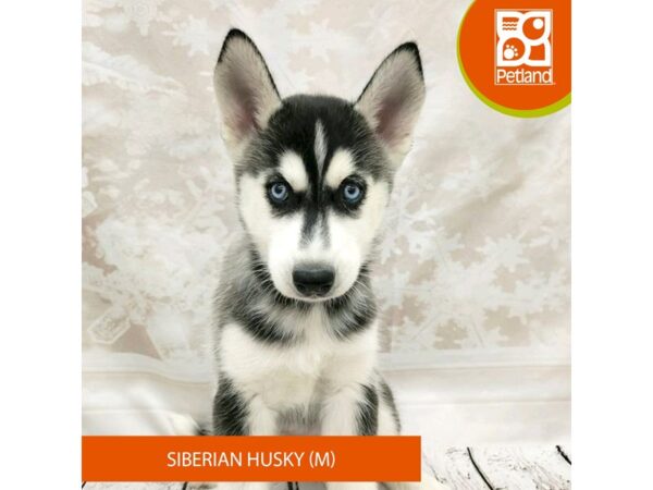 Siberian Husky Dog Male black and white 7802 Petland Ashland, Kentucky